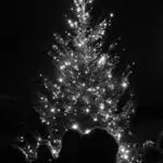 Carols on the Green